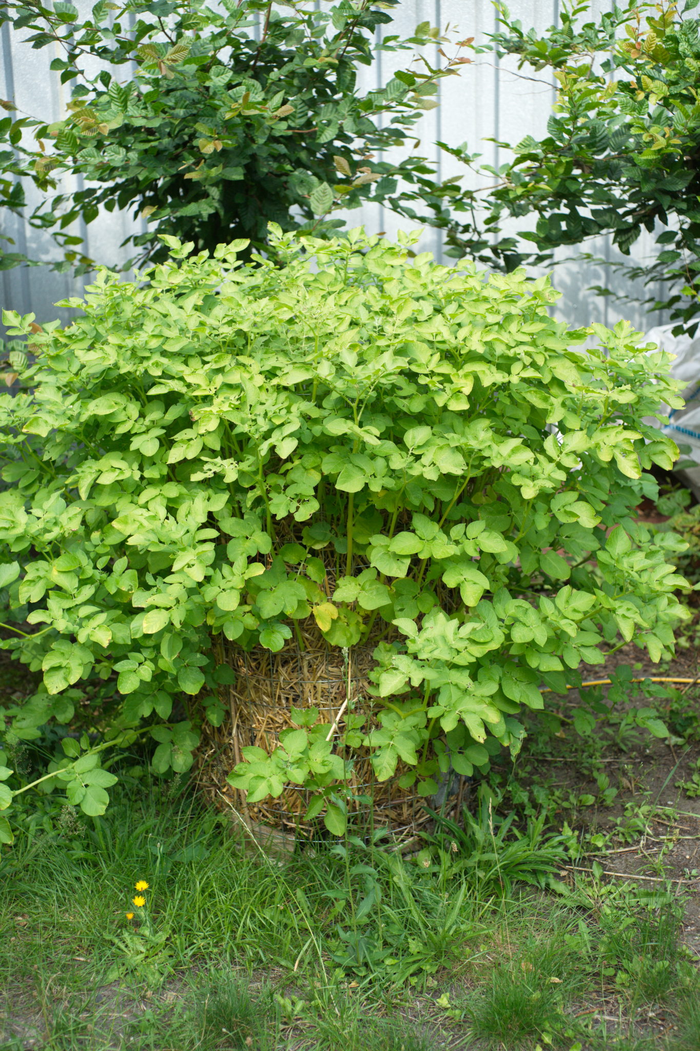 20210721  Gruen(t)raumHeimfeld 040